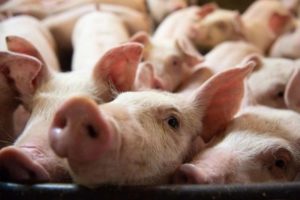 DA Hogs Indemnification