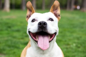 Cebuana Lhuillier Dog Insurance
