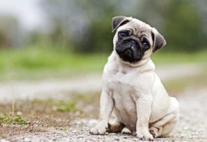 Cebuana Lhuillier Pet Insurance Basic
