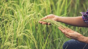 Fertilizer Subsidy for Farmers
