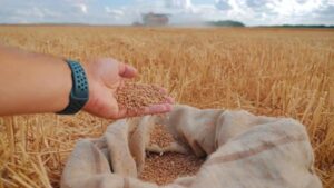 Wheat Price