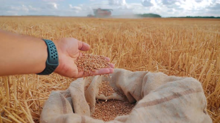Wheat Price