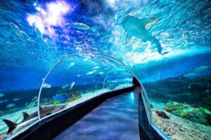 Ocean Park Entrance Fee
