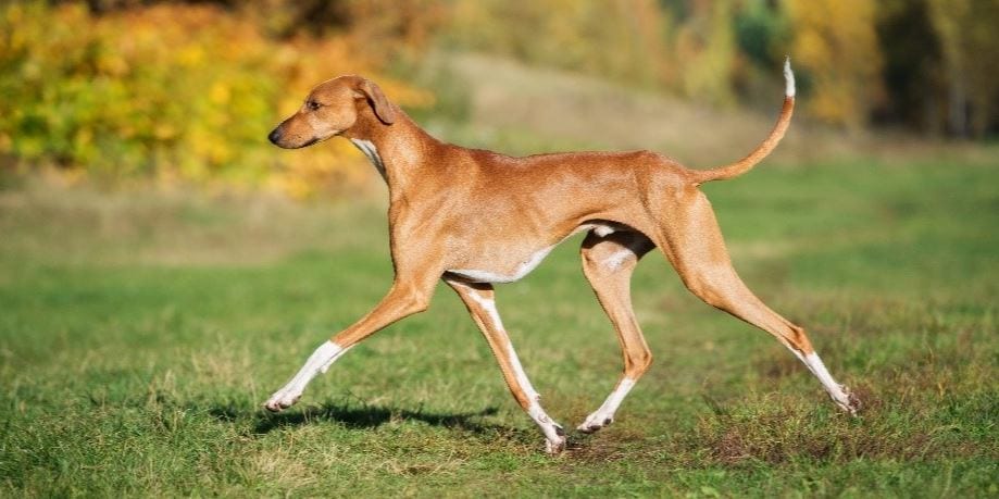 Most Expensive Dogs 2023