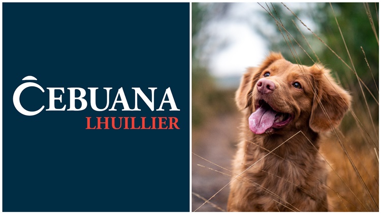 Cebuana Lhuillier Dog Insurance Medical Reimbursement