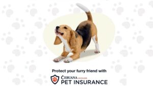 Cebuana Lhuillier Pet Insurance