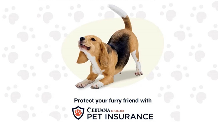 Cebuana Lhuillier Pet Insurance