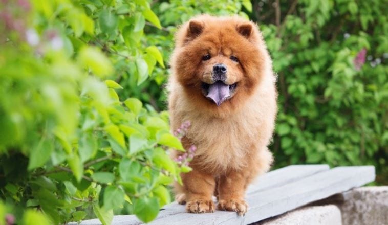 Most Expensive Dogs 2023