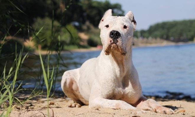 Dogo Argentino