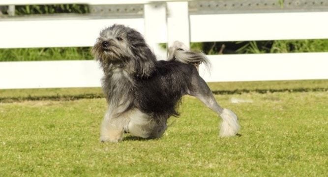 Most Expensive Dogs 2023