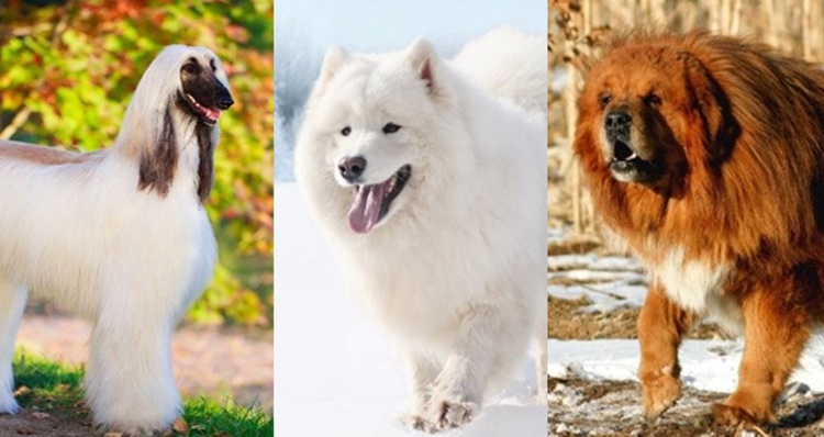 Most Expensive Dogs 2023