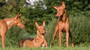 Pharaoh Hound