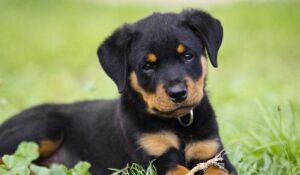 Most Expensive Dogs 2023