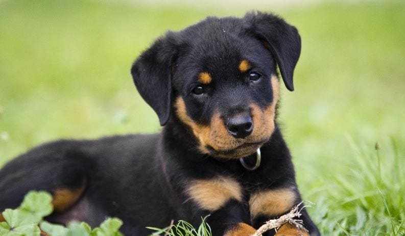 Most Expensive Dogs 2023