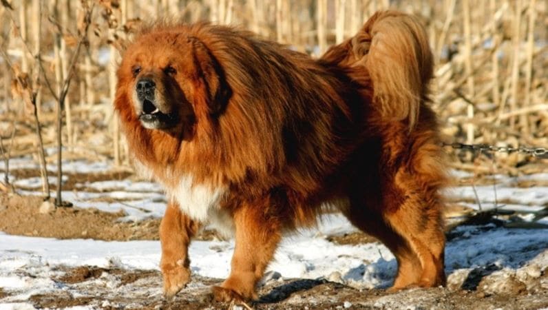 Most Expensive Dogs 2023