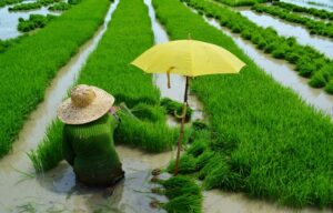 Landbank Loan To Farmers 22023