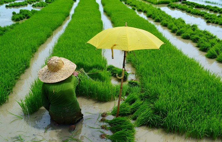 Landbank Loan for Farmers 22023