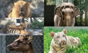 Manila Zoo Entrance Fee
