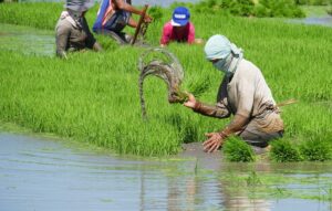 Landbank Cash Loans for Farmers