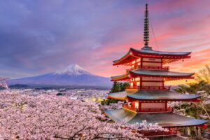 Japan Cherry Blossoms